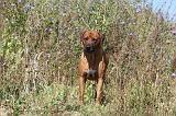 RODESIAN RIDGEBACK 017